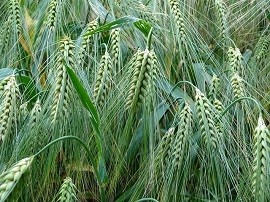 Eat barley in the morning to lose weight