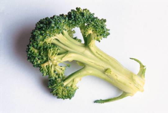 fat burning foods